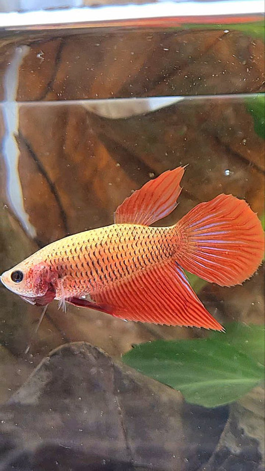 FEMALE VEILTAIL SUPER RED BETTA FISH