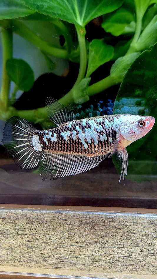 FEMALE PLAKAT BLACK SAMURAI SNOW WHITE GALAXY BETTA FISH