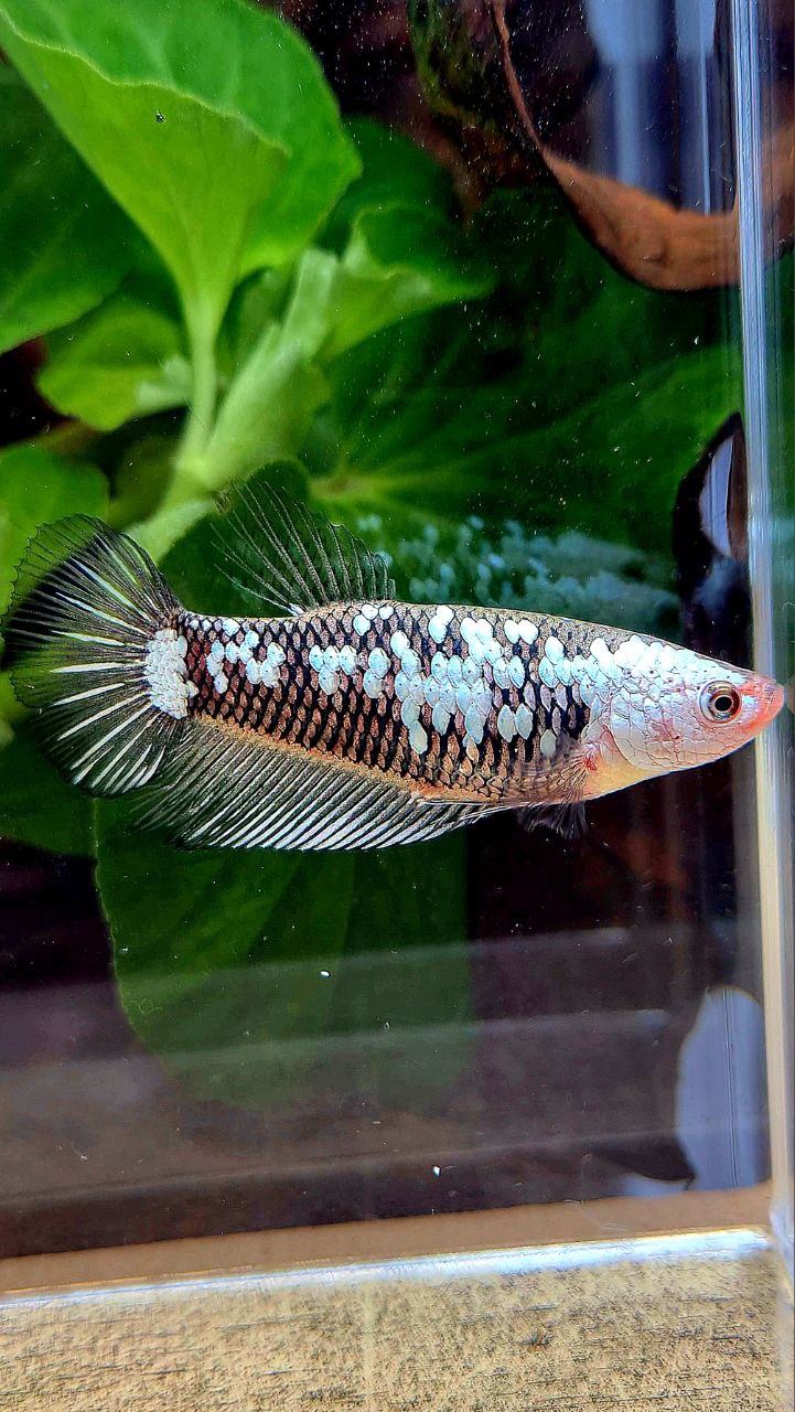 FEMALE PLAKAT BLACK SAMURAI SNOW WHITE GALAXY BETTA FISH