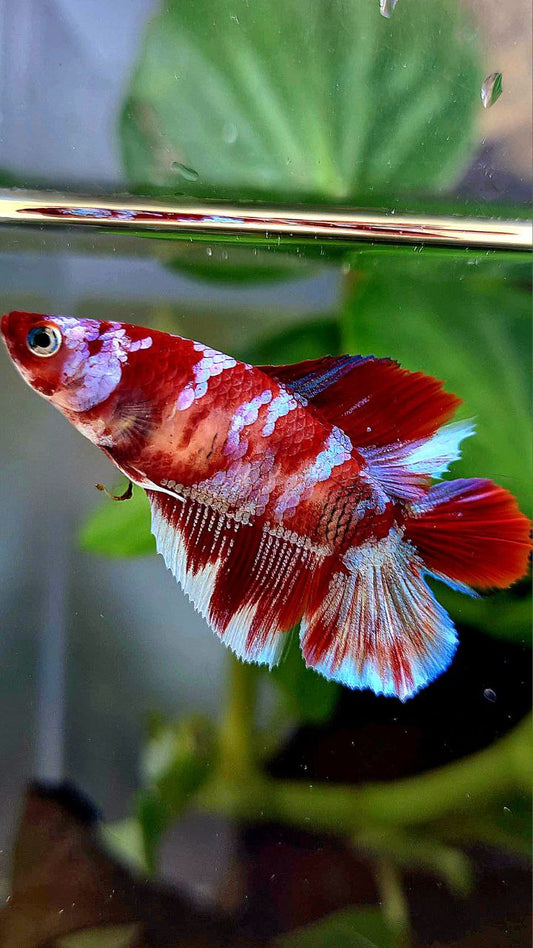FEMALE HALFMOON DOUBLE TAIL BARONGSAI RED WHITE GALAXY MULTICOLOR BETTA FISH