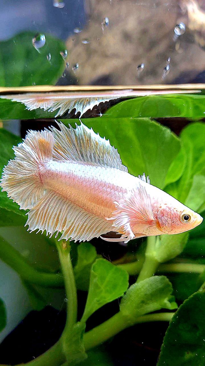 LUXURY FEMALE HALFMOON DOUBLE TAIL DUMBO EAR WHITE PLATINUM YELLOW WASH BETTA FISH