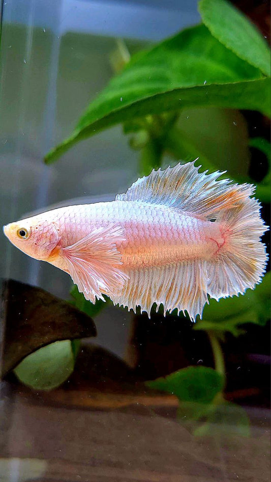 LUXURY FEMALE HALFMOON DOUBLE TAIL DUMBO EAR WHITE PLATINUM YELLOW WASH BETTA FISH