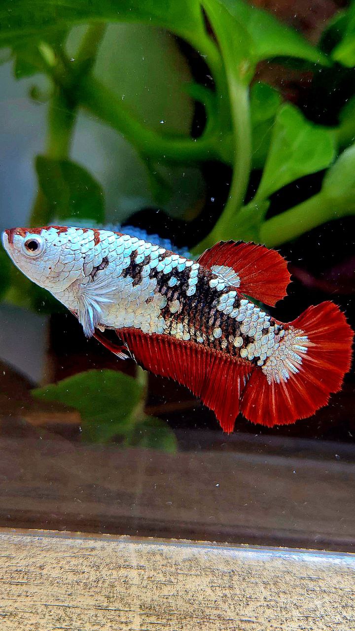 FEMALE PLAKAT RED MAMBA SAMURAI SNOW MASKING BETTA FISH