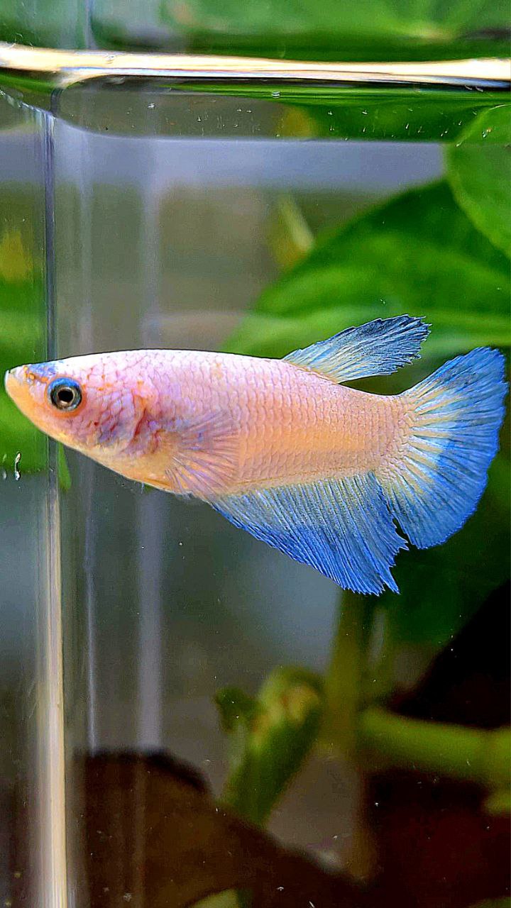 FEMALE HALFMOON BLUE RIM BETTA FISH