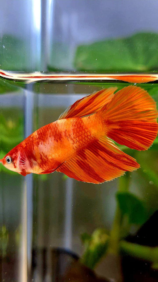 FEMALE HALFMOON ORANGE LEOPARD MULTICOLOR BETTA FISH