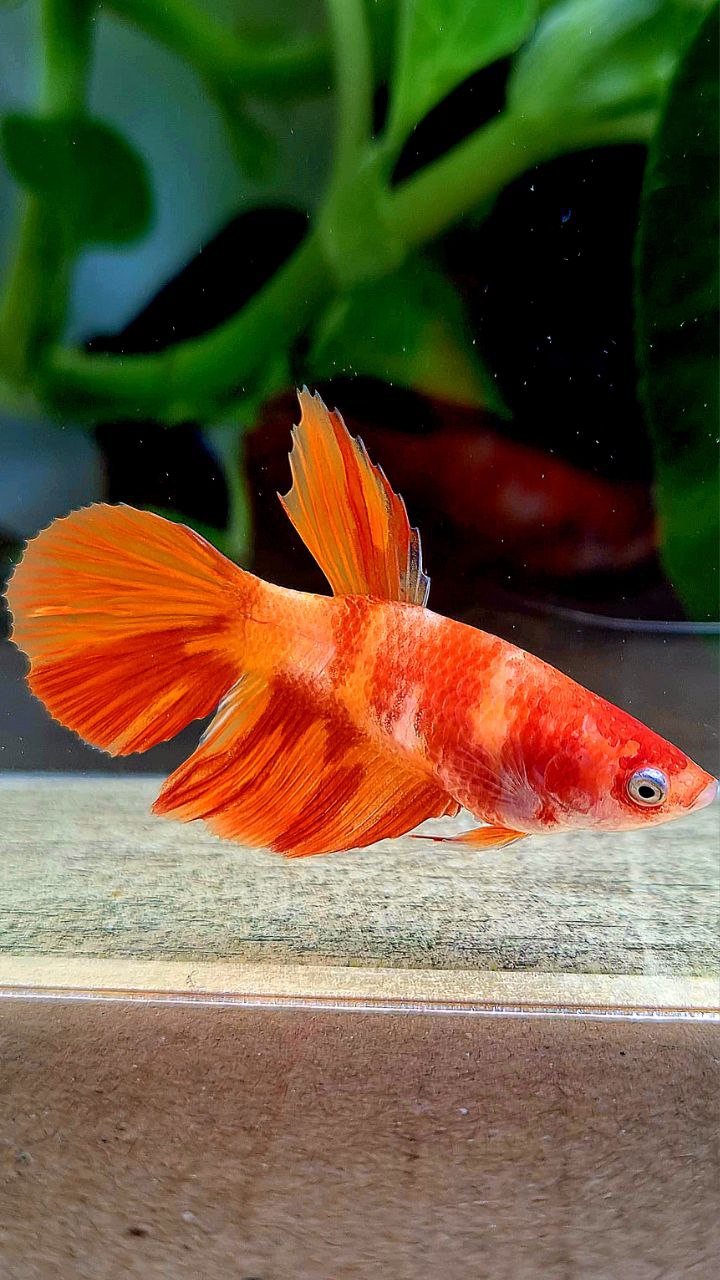 FEMALE HALFMOON ORANGE LEOPARD MULTICOLOR BETTA FISH