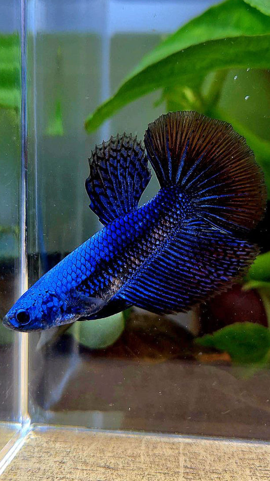 LUXURY FEMALE HALFMOON ROSETAIL ALIEN BLUE HYBRID WILD BETTA FISH