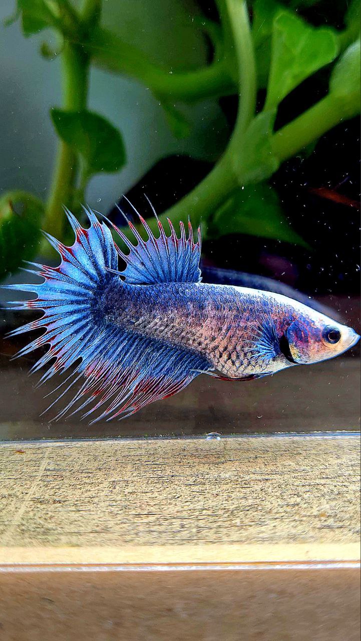 FEMALE CROWNTAIL BLUE MASCOT BETTA FISH