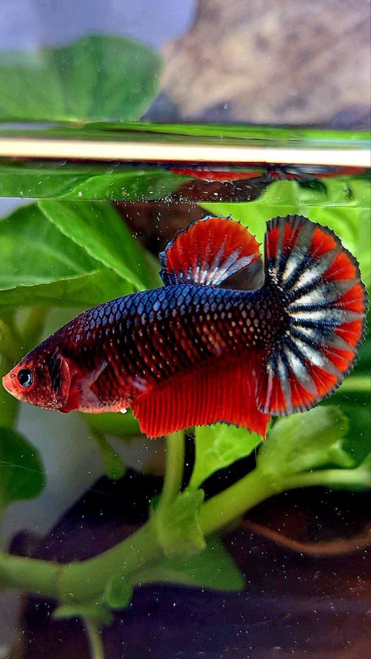 FEMALE PLAKAT COPPER ARMY FANCY BETTA FISH