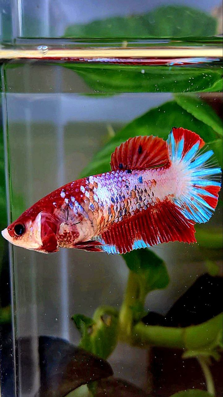 FEMALE PLAKAT RED FANCY STARTAIL MULTICOLOR BETTA FISH