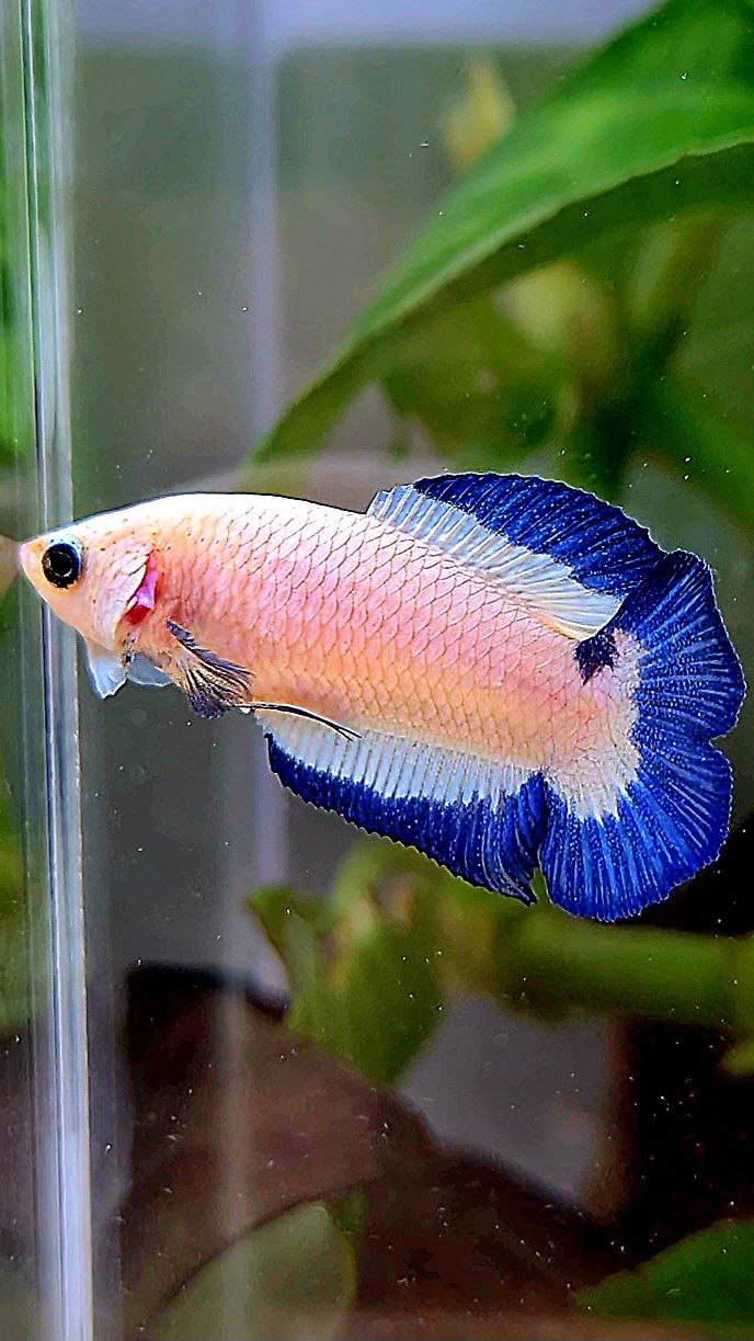 FEMALE PLAKAT DOUBLE TAIL BLUE RIM BUTTERFLY BETTA FISH