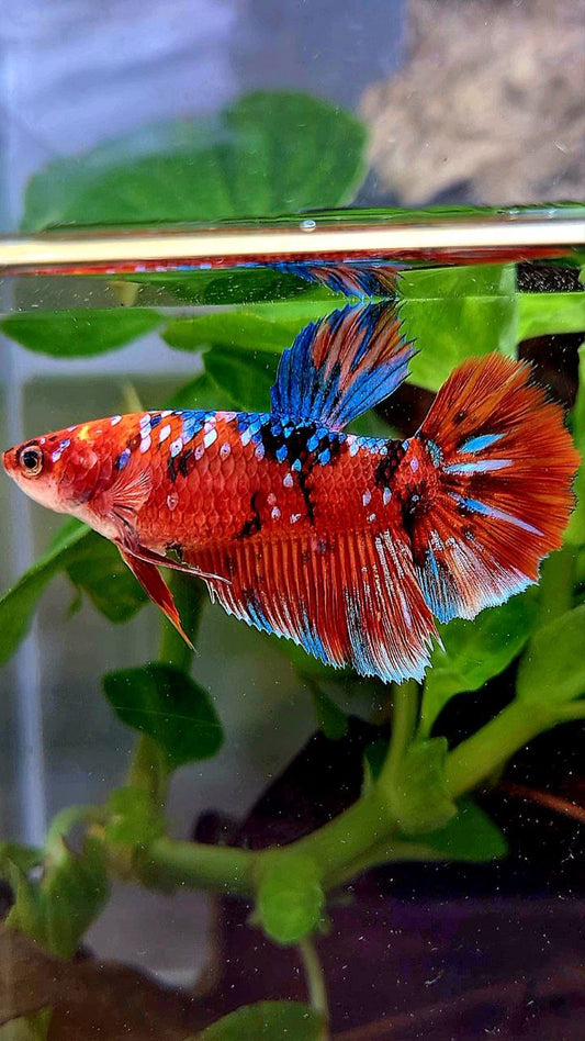 FEMALE HALFMOON BARONGSAI RED WHITE GALAXY MULTICOLOR BETTA FISH