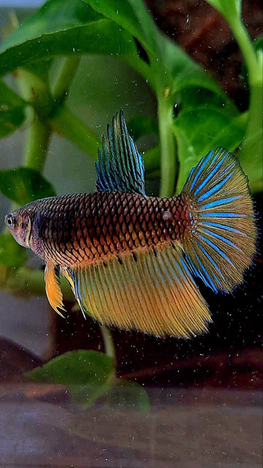 FEMALE HALFMOON BLACK YELLOW MUSTARD GAS BETTA FISH