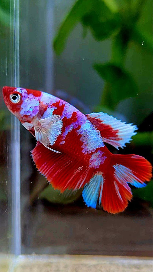 FEMALE HALFMOON DOUBLE TAIL BARONGSAI RED WHITE GALAXY MULTICOLOR BETTA FISH