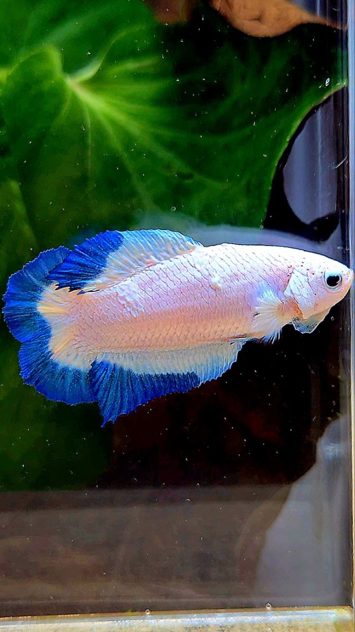 FEMALE PLAKAT DOUBLE TAIL BLUE RIM BUTTERFLY BETTA FISH minus warts