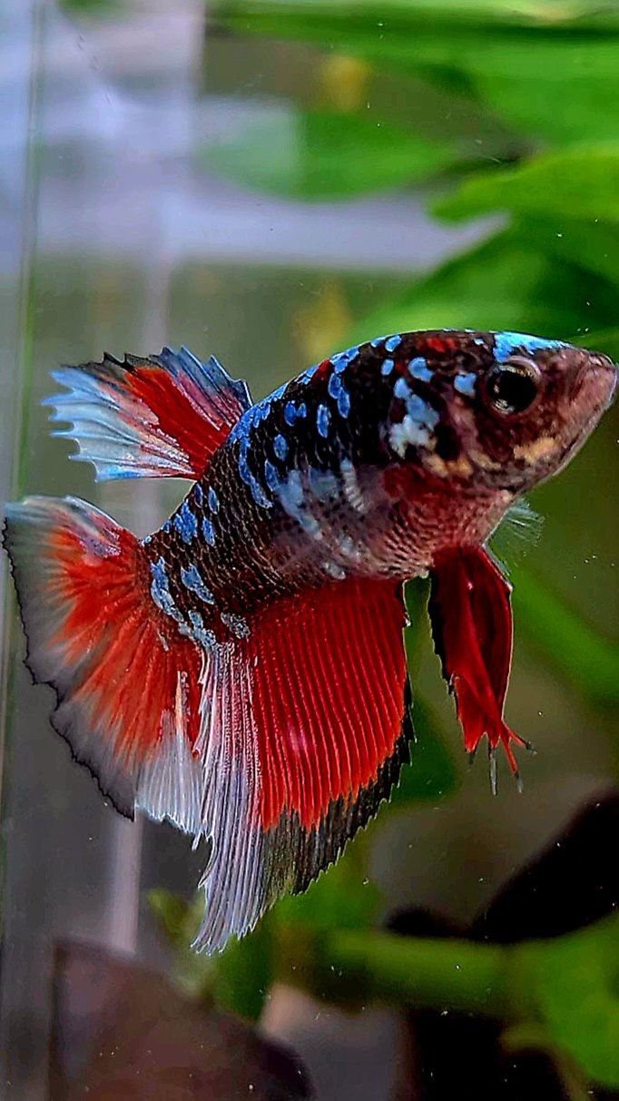 FEMALE XL HALFMOON BLACK GALAXY COPPER AVATAR VAMPIRE BETTA FISH