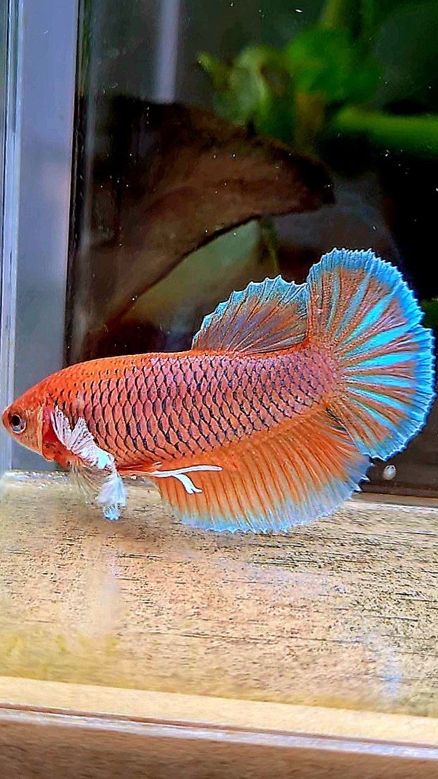 FEMALE HALFMOON BIG EAR ORANGE PINEAPPLE BETTA FISH