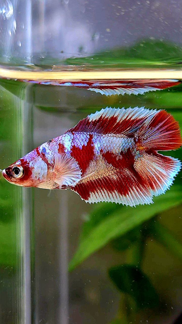 FEMALE HALFMOON DOUBLE TAIL BARONGSAI RED WHITE GALAXY MULTICOLOR BETTA FISH