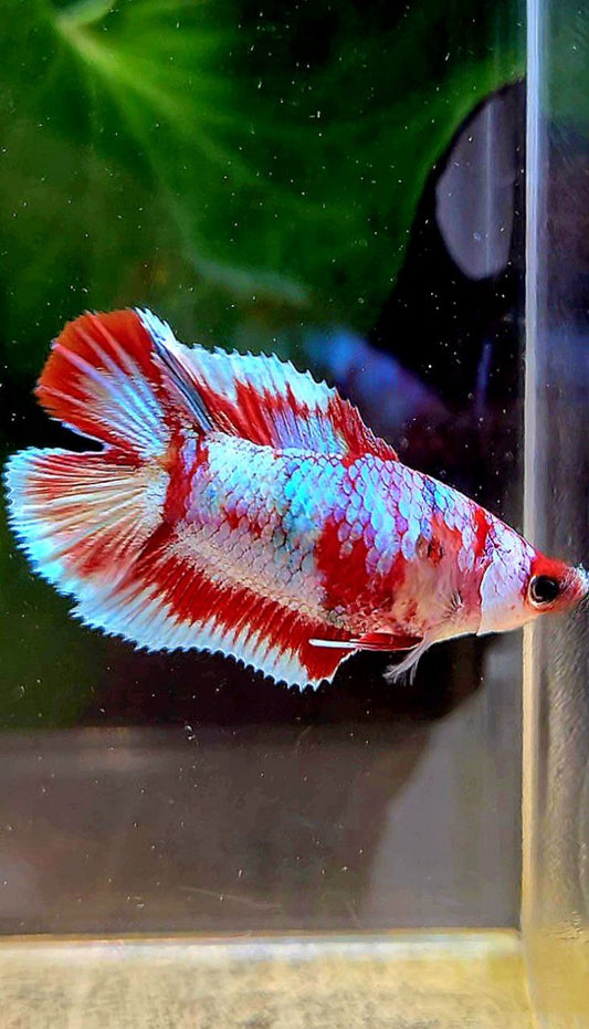 FEMALE HALFMOON DOUBLE TAIL BARONGSAI RED WHITE GALAXY MULTICOLOR BETTA FISH