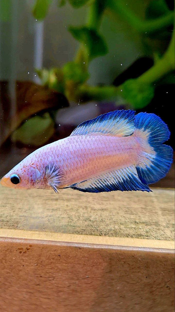 FEMALE PLAKAT DOUBLE TAIL BLUE RIM BUTTERFLY BETTA FISH