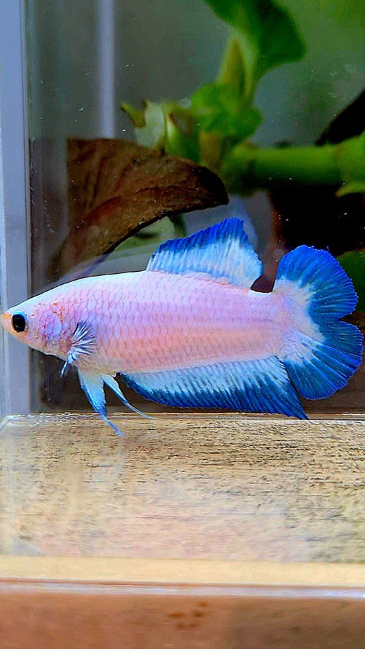 FEMALE PLAKAT DOUBLE TAIL BLUE RIM BUTTERFLY BETTA FISH