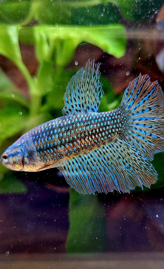 LUXURY FEMALE HALFMOON ROSETAIL ALIEN GREEN HYBRID WILD BETTA FISH
