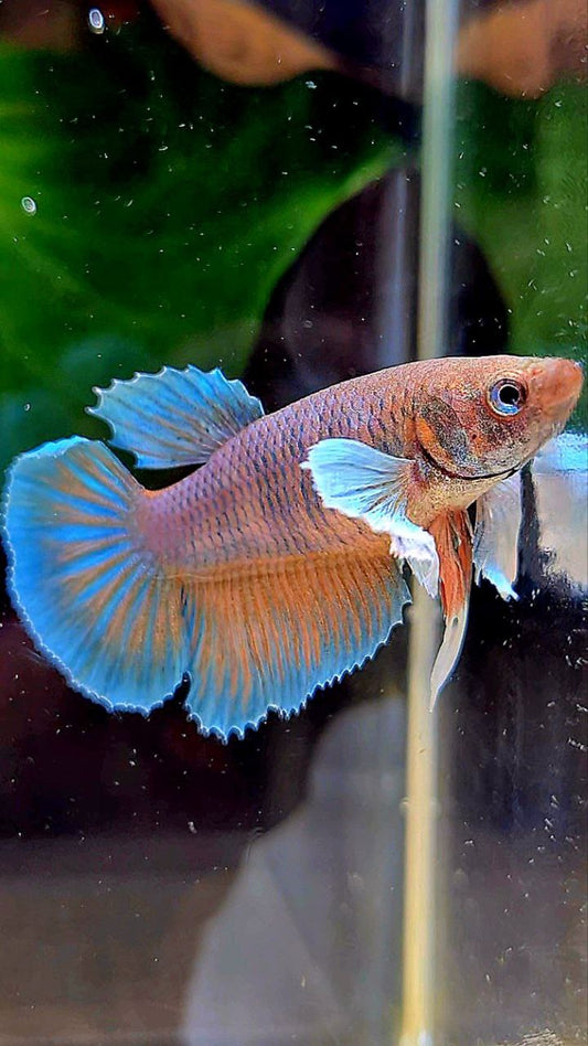 FEMALE HALFMOON DUMBO EAR ORANGE PINEAPPLE BETTA FISH
