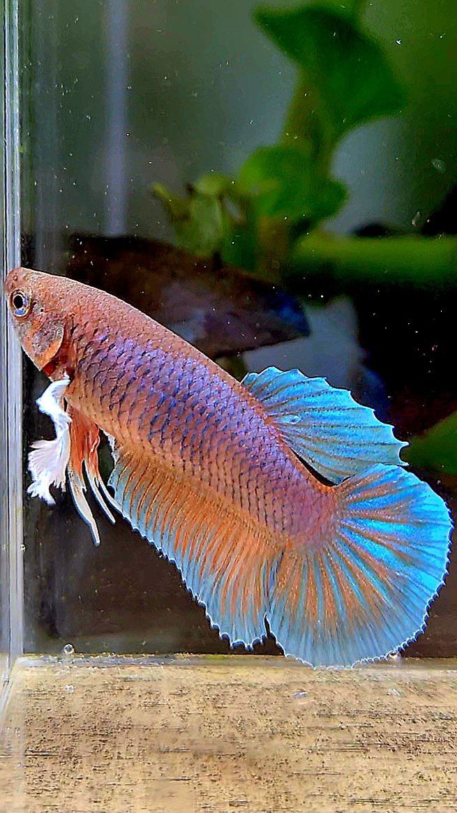 FEMALE HALFMOON DUMBO EAR ORANGE PINEAPPLE BETTA FISH