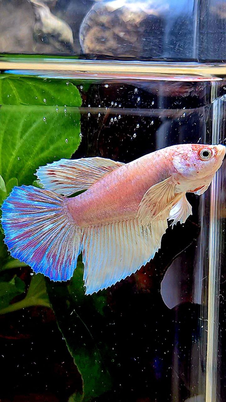 FEMALE HALFMOON DUMBO EAR WHITE OPAQUE BETTA FISH