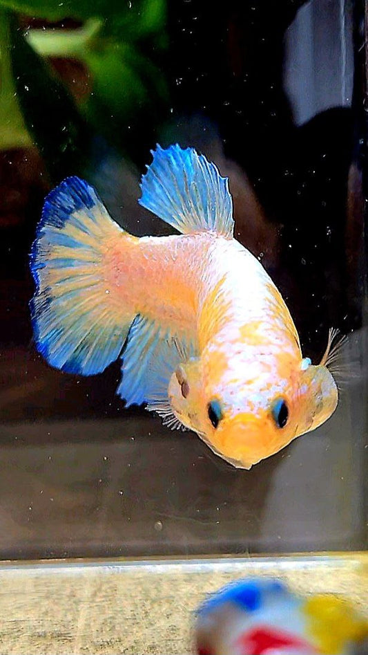 FEMALE PLAKAT WHITE SCALE BLUE PATTERN YELLOW HEAD BETTA FISH