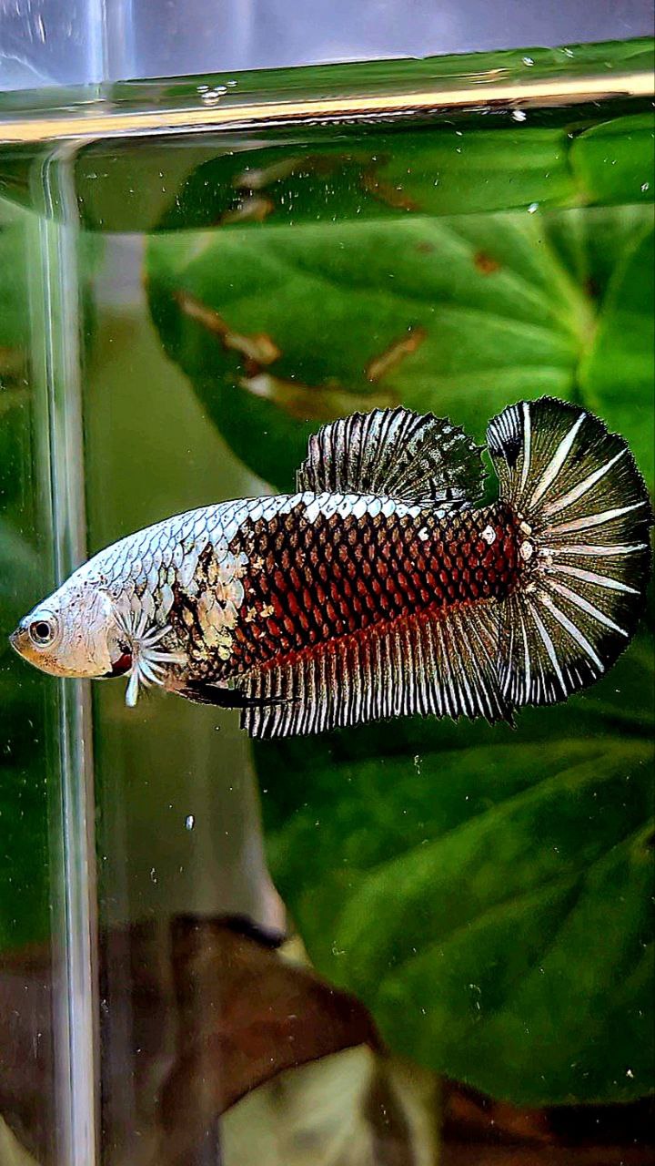 FEMALE PLAKAT BLACK SAMURAI COPPER MASKING BETTA FISH