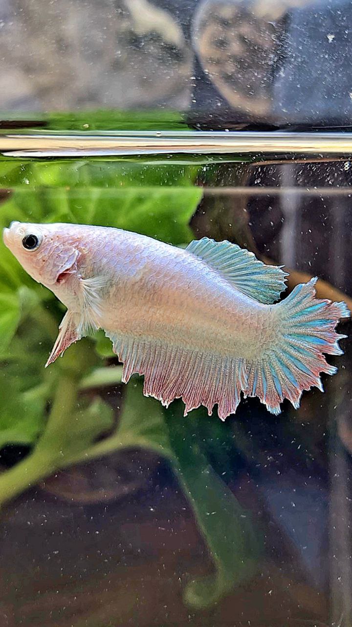 FEMALE HALFMOON FEATHER TAIL WHITE PINK BETTA FISH