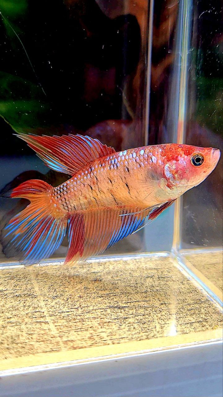 FEMALE VEILTAIL DOUBLE TAIL ORANGE KOI MULTICOLOR BETTA FISH