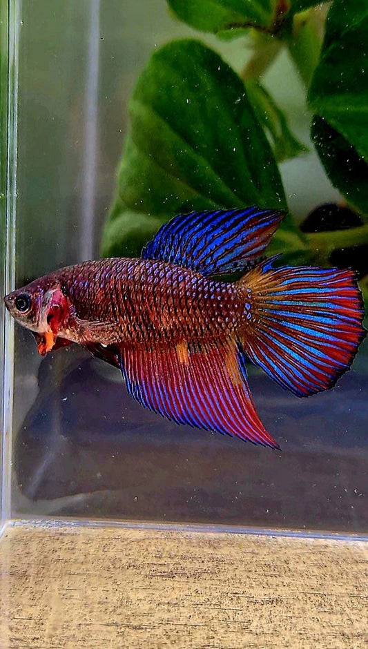 FEMALE VEILTAIL DOUBLE TAIL METTALIC PURPLE MULTICOLOR BETTA FISH