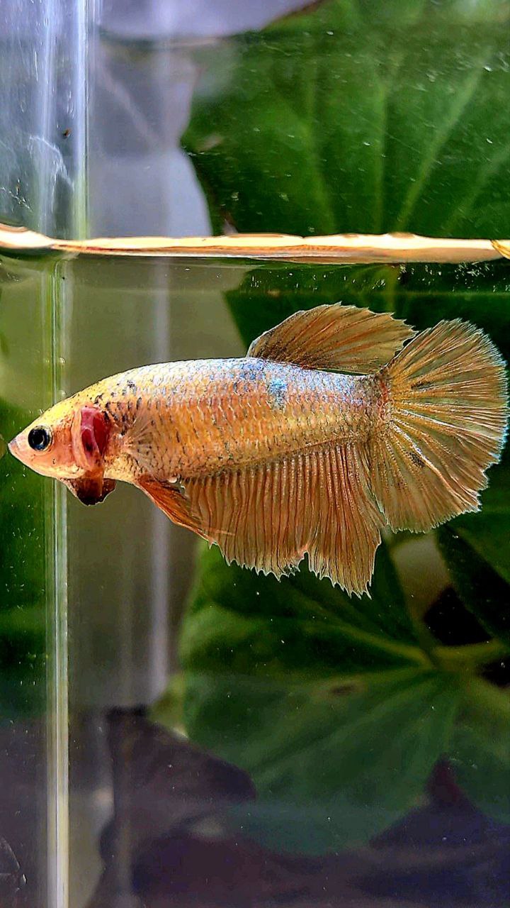 FEMALE HALFMOON GOLD COPPER WASH BETTA FISH