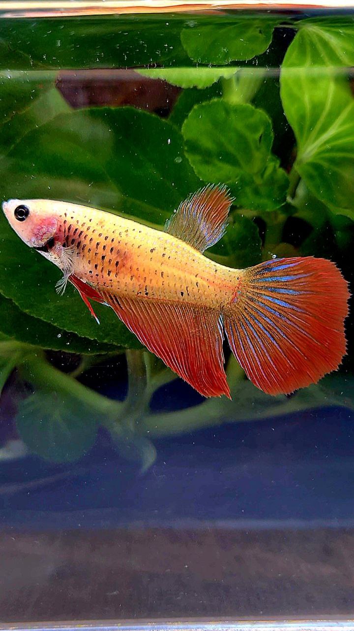 FEMALE DELTA TAIL RED BETTA FISH