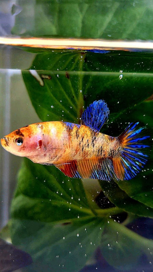 FEMALE PLAKAT ORANGE KOI MULTICOLOR BETTA FISH