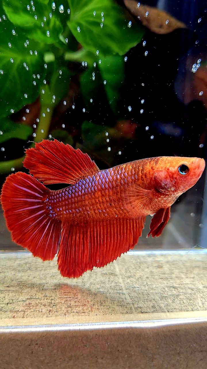 FEMALE XL HALFMOON RED FANCY BETTA FISH