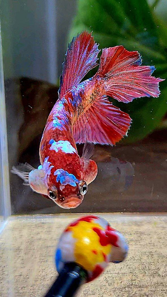 FEMALE HALFMOON RED GALAXY MULTICOLOR BETTA FISH