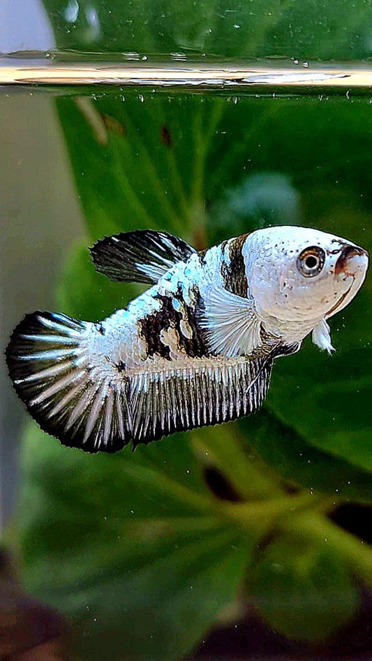FEMALE PLAKAT BLACK SAMURAI SNOW MAMBA MASKING BETTA FISH