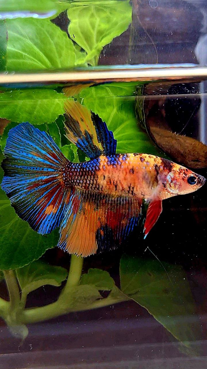 2 FISH FEMALE HALFMOON OVERTAIL ORANGE KOI MULTICOLOR & KING PLAKAT DUMBO EAR MULTICOLOR BETTA FISH
