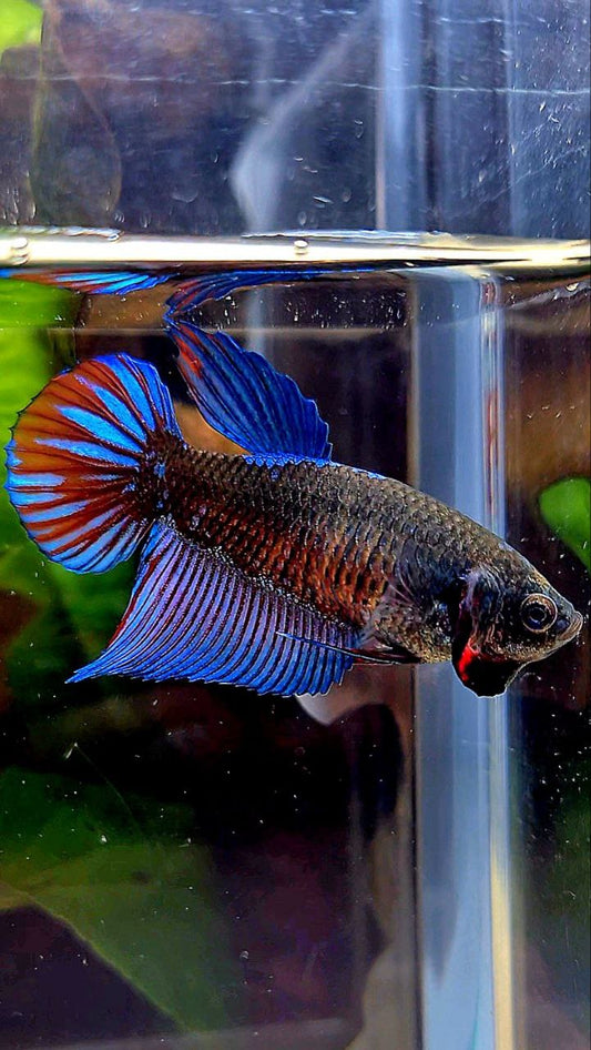 FEMALE VEILTAIL EMERALD BLACK GALAXY AVATAR BETTA FISH