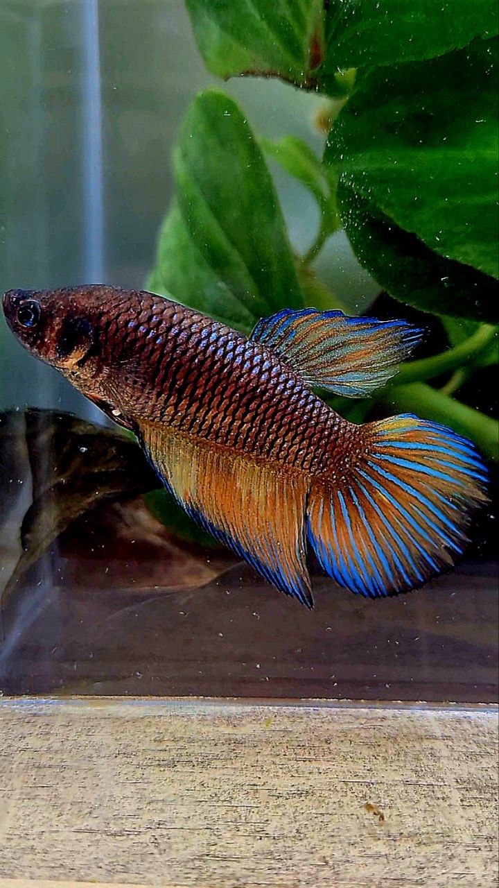 FEMALE VEILTAIL DARK FANCY YELLOW PATTERN ORANGE BETTA FISH