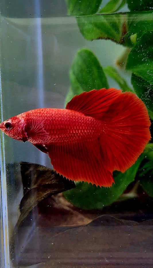 FEMALE HALFMOON ROSETAIL SUPER RED BETTA FISH