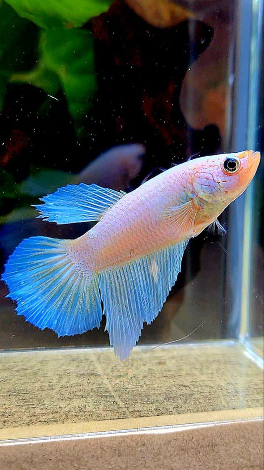 FEMALE HALFMOON WHITE OPAQUE BETTA FISH