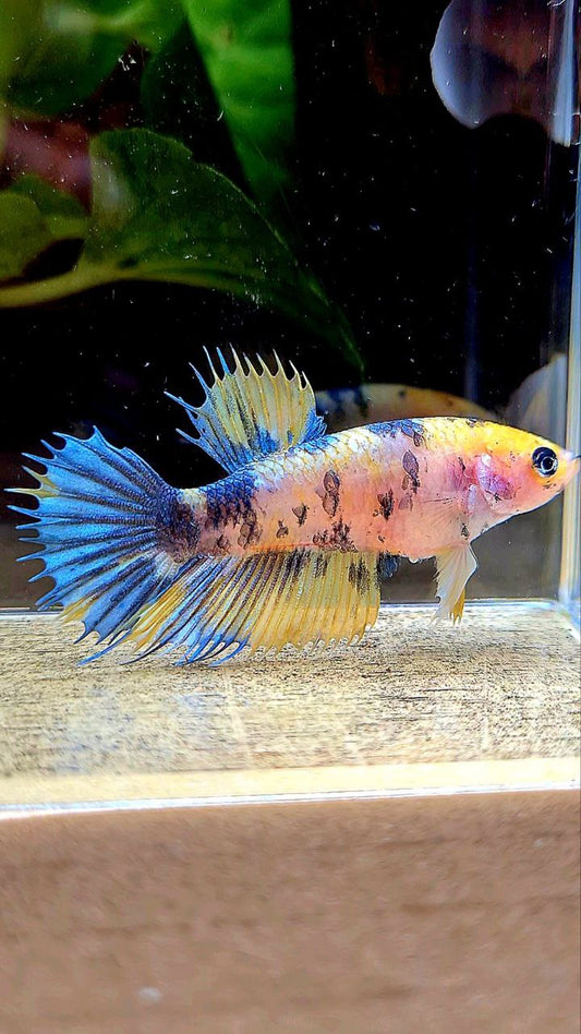 FEMALE CROWNTAIL YELLOW KOI MULTICOLOR BETTA FISH