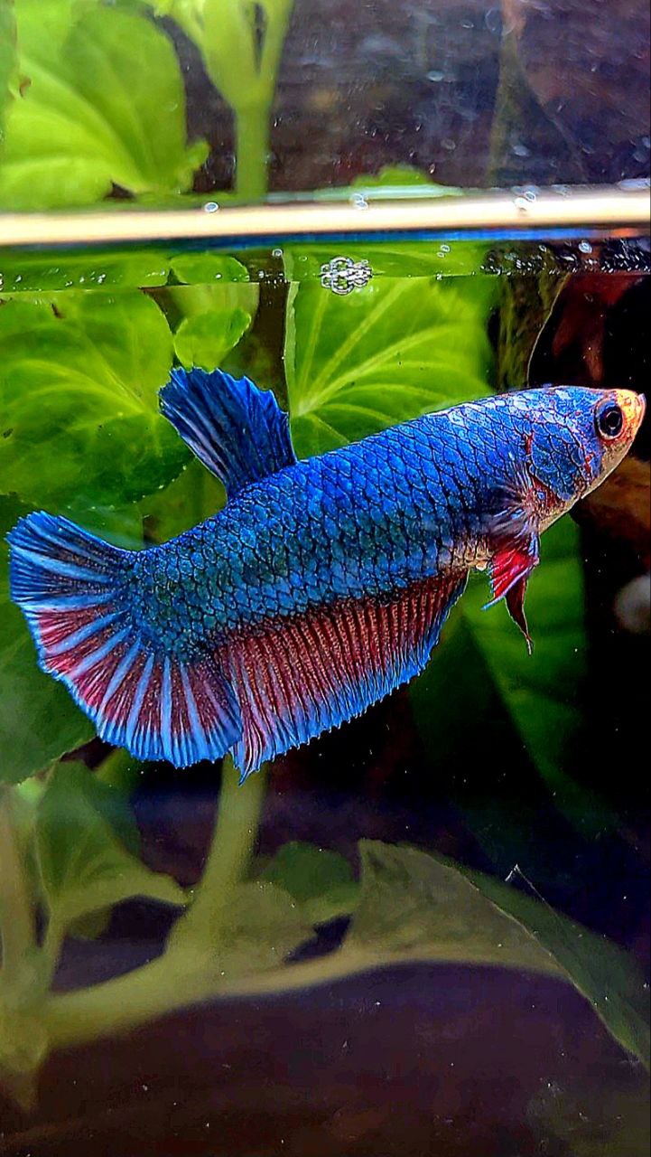 XL FEMALE PLAKAT BLUE FANCY BETTA FISH