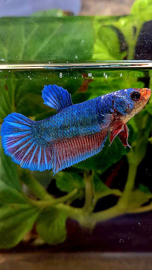 XL FEMALE PLAKAT BLUE FANCY BETTA FISH