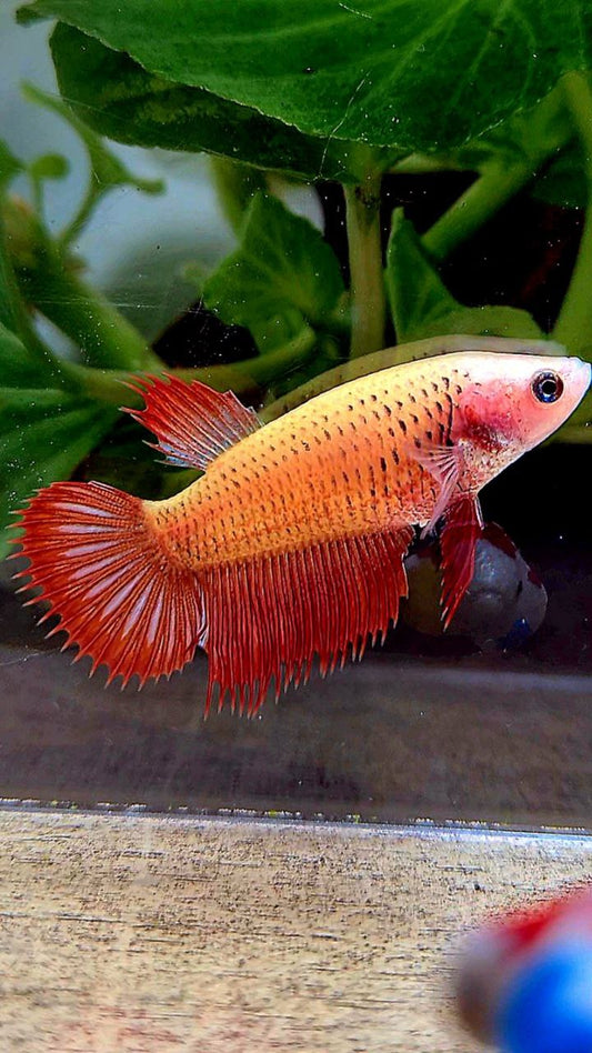 FEMALE CROWNTAIL RED YELLOW BODY BETTA FISH