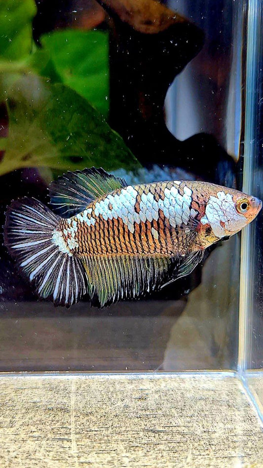 FEMALE HALFMOON BLACK SAMURAI YELLOW WASH BETTA FISH